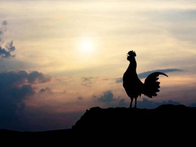 C comme Coq en Franc-maçonnerie