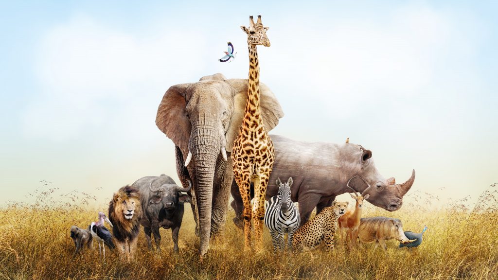 Animaux de Brousse