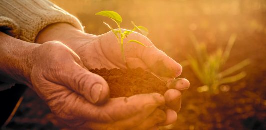 main terre jeune pousse plant feuille