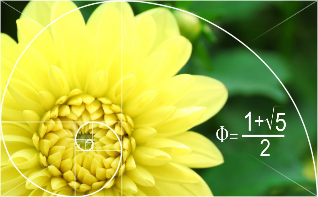 suite de fibonacci sur une fleur
