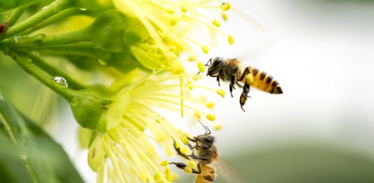 abeilles volant collectant le pollen dans une fleur jaune