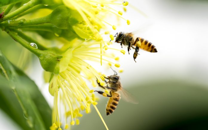 abeilles volant collectant le pollen dans une fleur jaune
