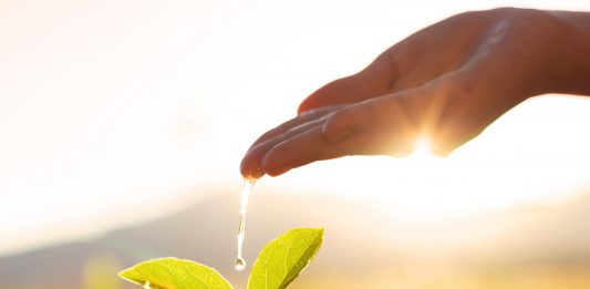 Plante qui pousse grâce à des gouttes d'eau