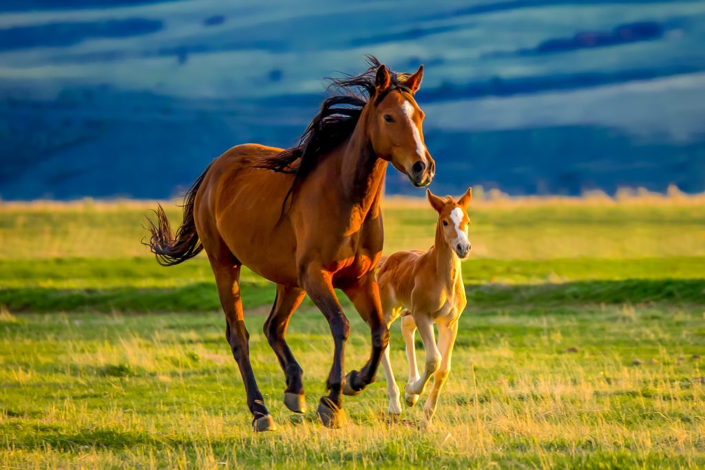 Un cheval et son petit galopant dans les plaines