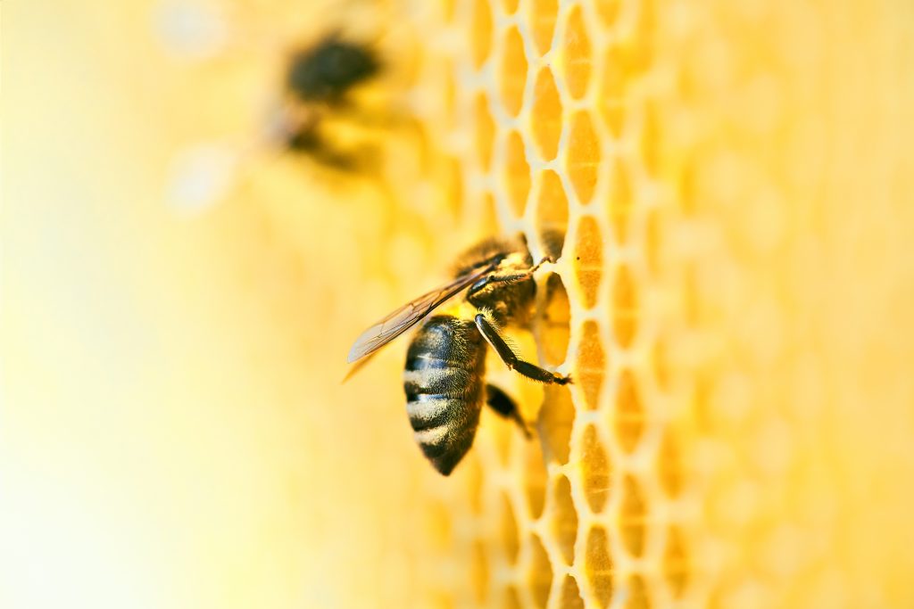 Une abeille qui est dans sa ruche