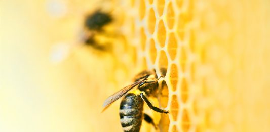 Une abeille qui est dans sa ruche