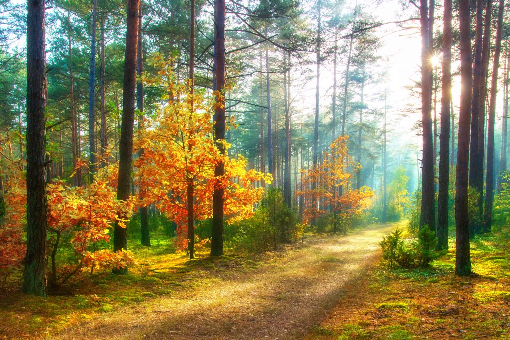 Clairière en automne avec des arbres en feuilles