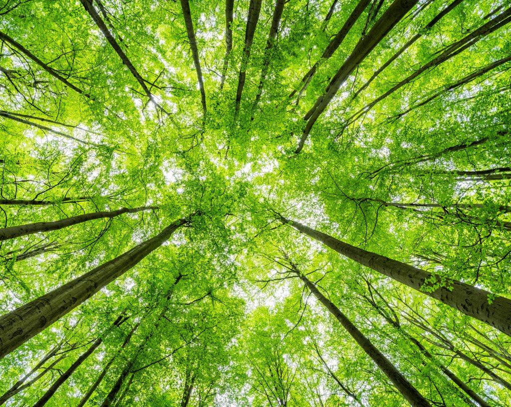 Forêt très verte vue de ciel avec les cimes