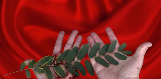 Branche d'acacia dans les mains sur tissu rouge