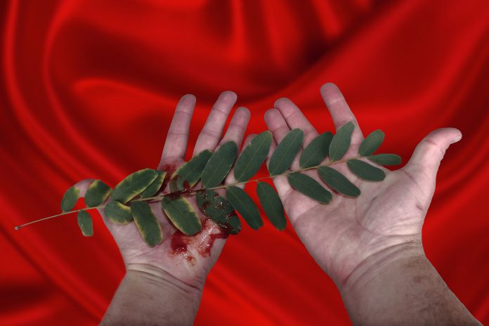Branche d'acacia dans les mains sur tissu rouge