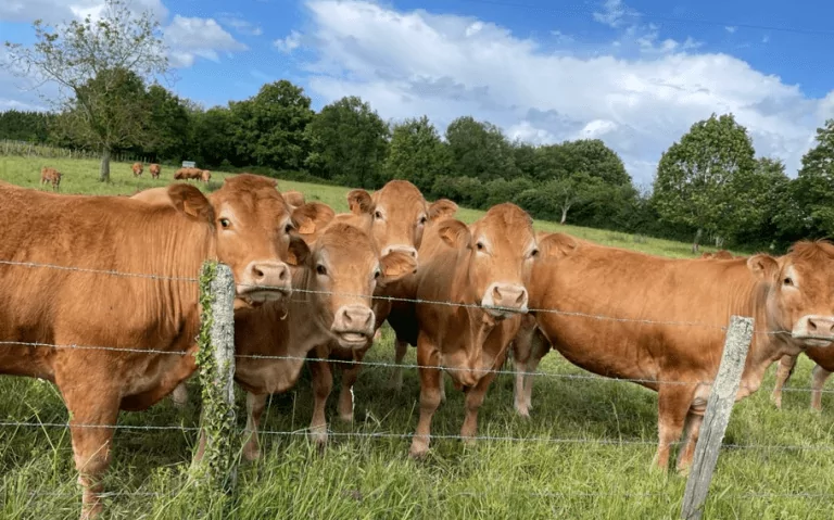 Vaches dans un pré