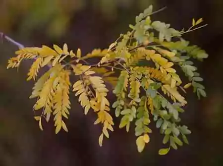acacia