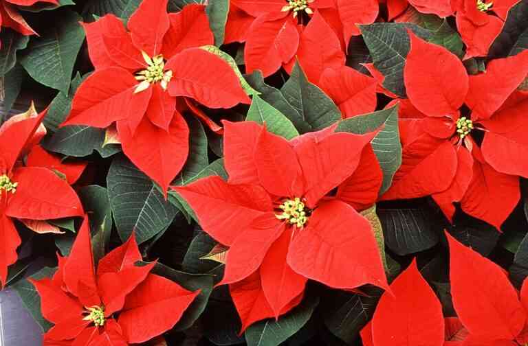 Le poinsettia ou étoile de Noël