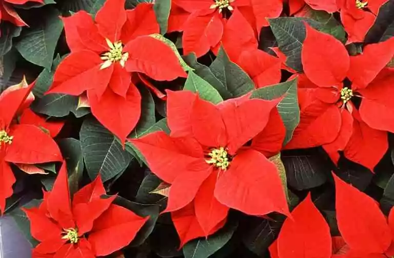 Le poinsettia ou étoile de Noël