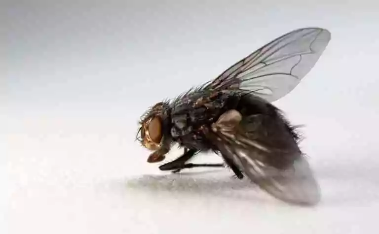 Mouche
