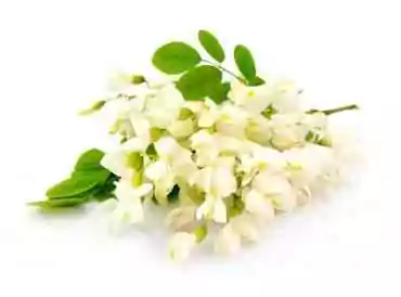 L’acacia : le végétal sacré de la légende hiramique