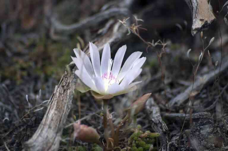 Fleur sauvage