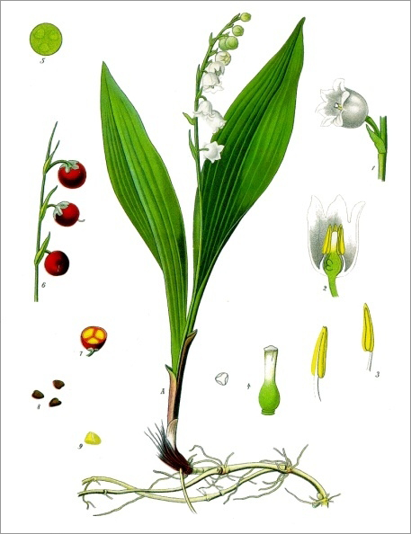 Convallaria majalis, le muguet de mai - Franz Eugen Köhler, Köhler's Medizinal-Pflanzen