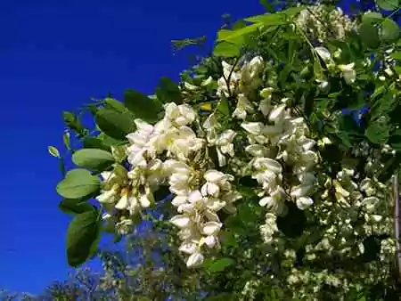 L’acacia : le végétal sacré de la légende hiramique