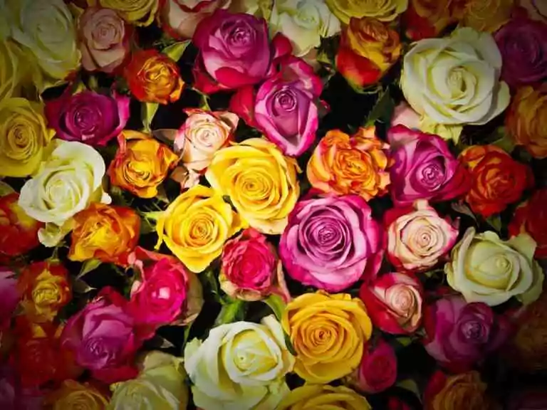 Connaissez-vous réellement le symbolisme des fleurs&nbsp;?