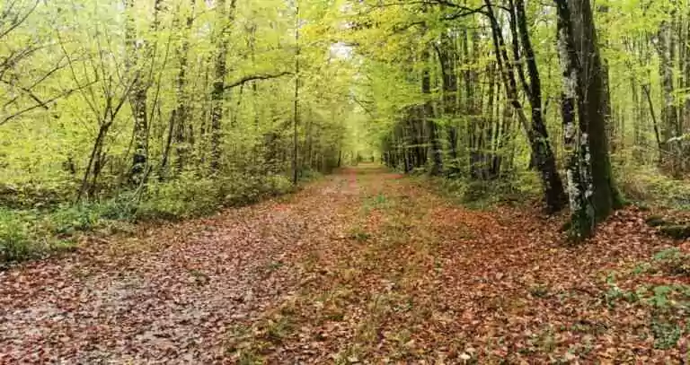 À la recherche du trésor des Templiers 