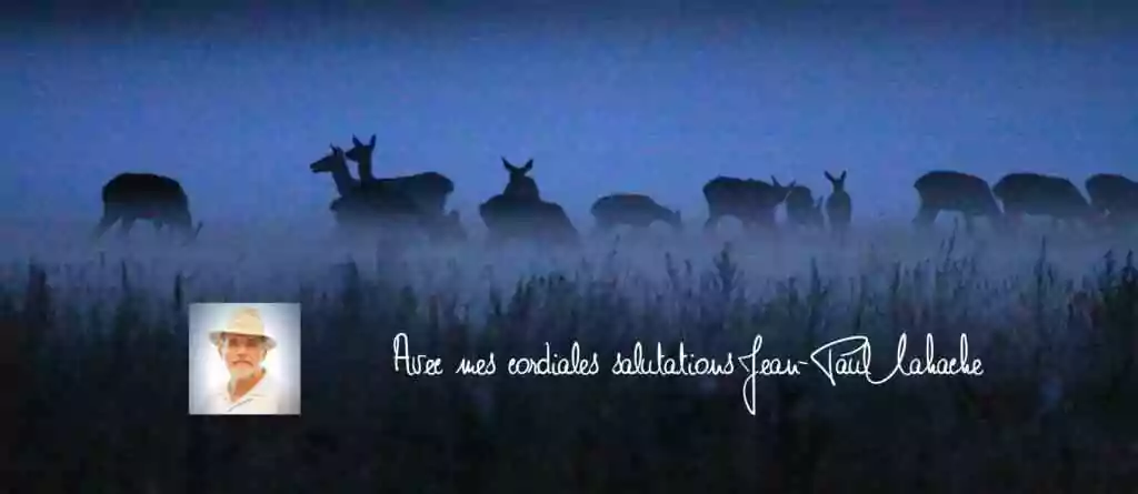 Lieu symbolique : Chapelle des Templiers de Fourches, trésor caché de la forêt de Fontainebleau