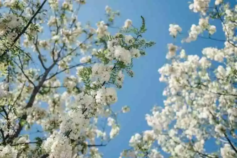 Deux arbres, deux légendes