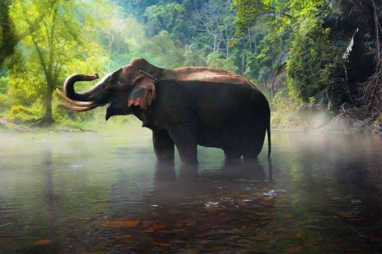 L’éléphant est un animal hautement spirituel