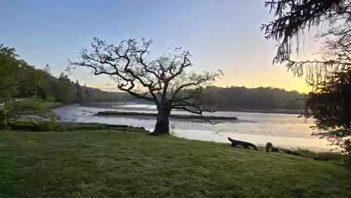 La forêt domaniale de Carnoët