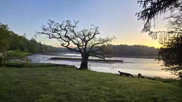 La forêt domaniale de Carnoët