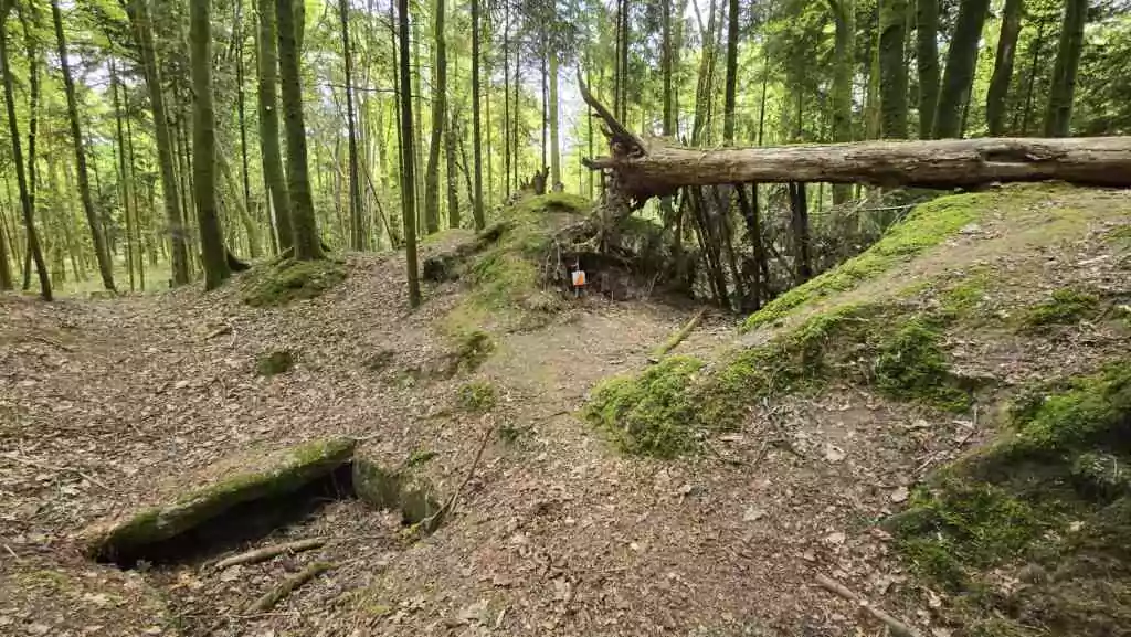 Lieu symbolique : Mystères et merveilles de Carnoët, entre forêt enchantée et légende de Barbe-Bleue