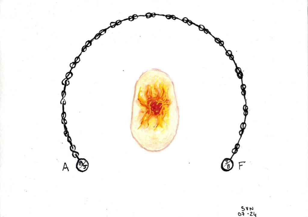 Le N-œuf primordial