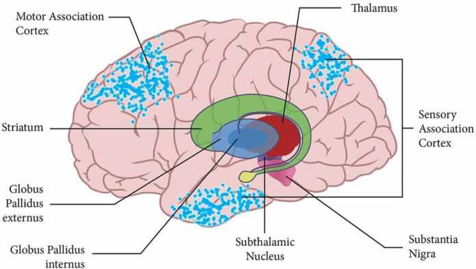 cerveau avec striatum et cortex