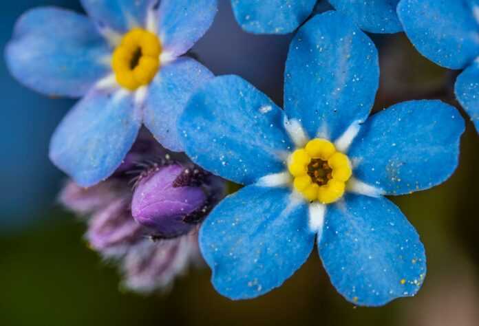 Detailed macro image of vibrant blue forget-me-not flowers in bloom.