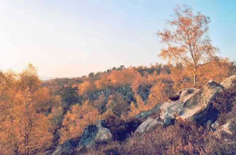 Légendes de France ou d’ailleurs&nbsp;: le Grand Veneur de Fontainebleau