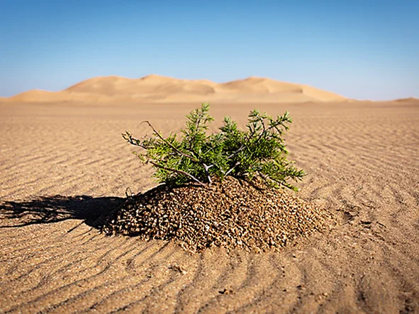 L’acacia&nbsp;: le végétal sacré de la légende hiramique