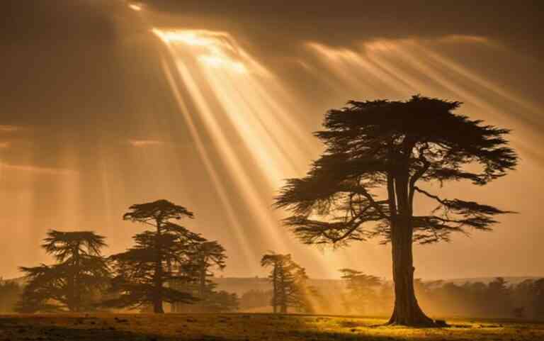 C comme Cèdre en Franc-maçonnerie