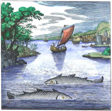 Les poissons échinéis ou remora chez Lambsprinck