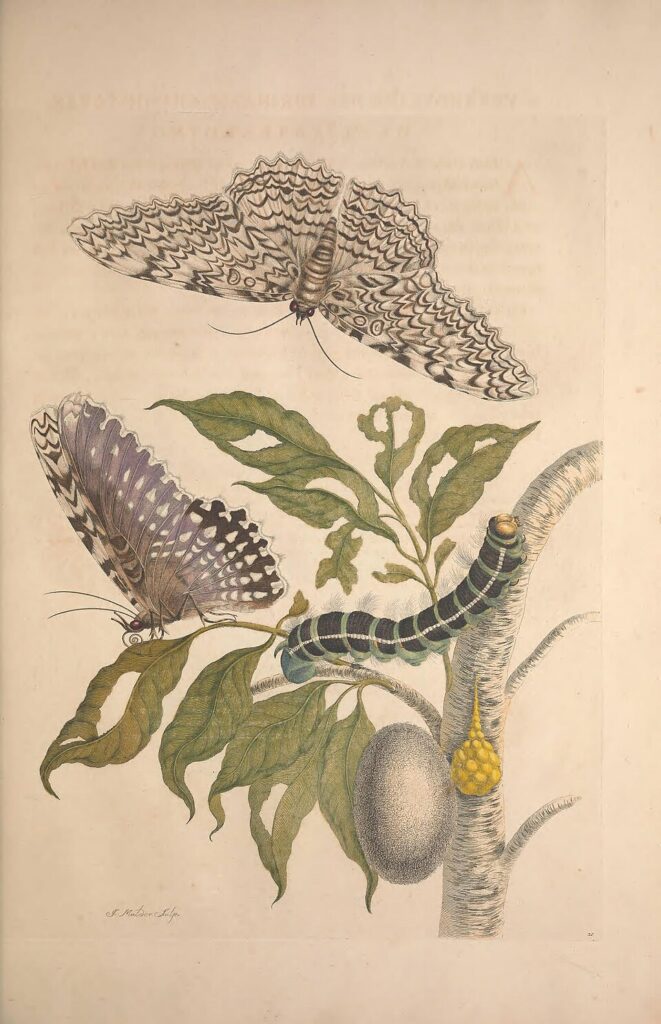 Planche de Maria Sibylla Merian (1705)&nbsp;: chenille, chrysalide et papillons de nuit sur un rameau