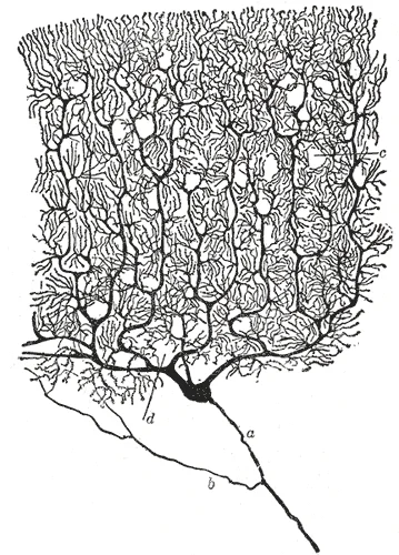 Cellule de Purkinje, dessin de Santiago Ramón y Cajal