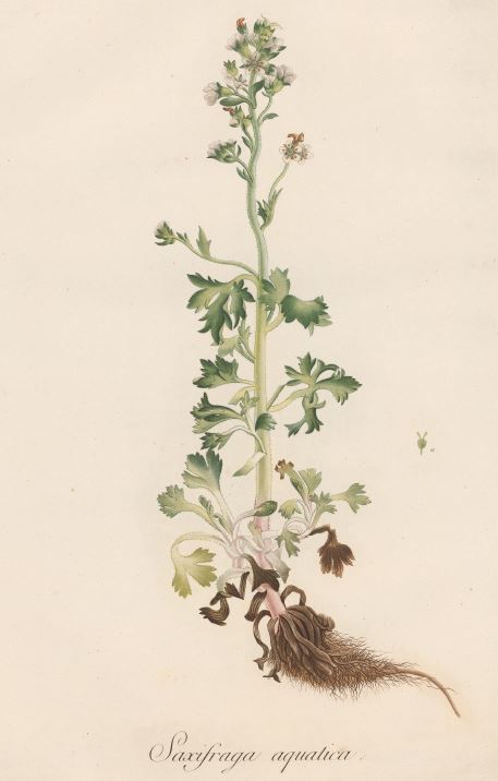 Philippe-Isidore Picot de Lapeyrouse
