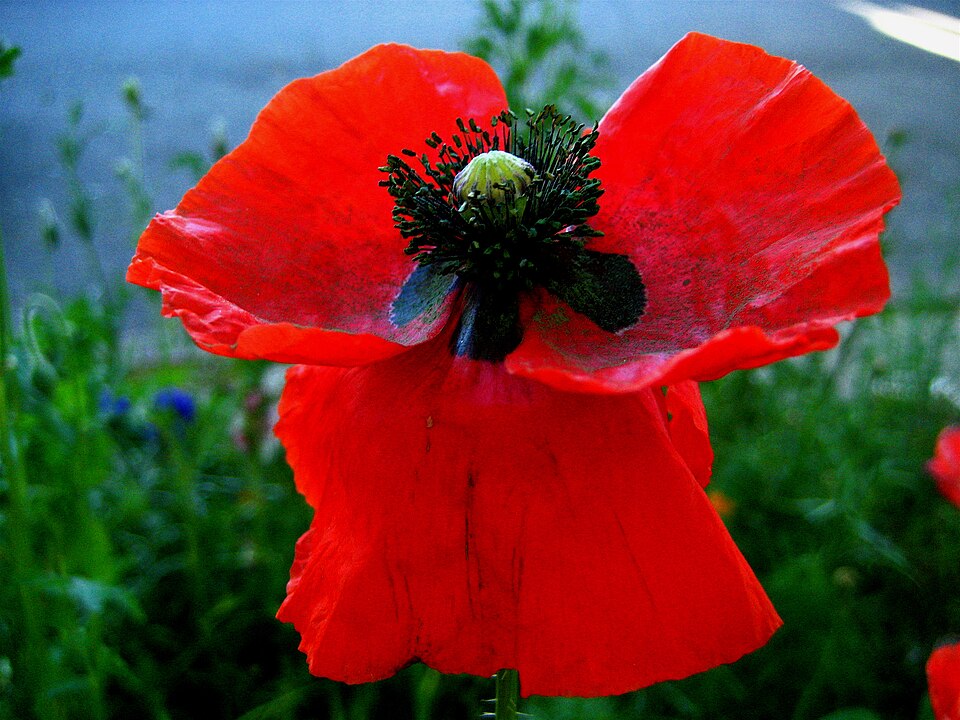 Rouge (couleur)