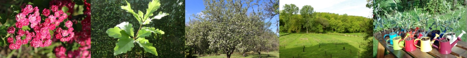 site arbre symbolique